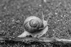 Big garden snail in shell crawling on wet road hurry home Product Image 3