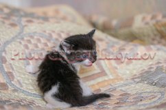 Stock Photo - Little kittens at home on a plaid. Product Image 1