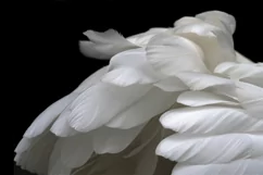30 ANGEL WINGS TRANSPARENT PNG FILES, PHOTOSHOP OVERLAYS Product Image 6