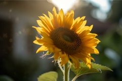 Radiant sunflower in golden light Product Image 1
