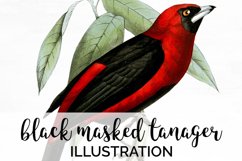 Bird Clipart Tanager Product Image 1