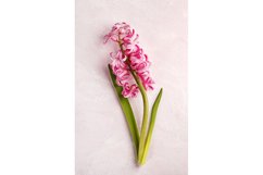 Hyacinths. Spring flowers Product Image 1