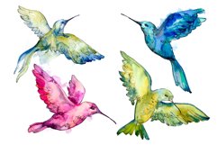 Colibri Small bird Watercolor png Product Image 1