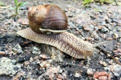 Big garden snail in shell crawling on wet road hurry home Product Image 22