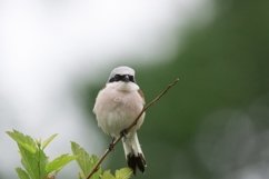 Lanius collurio on a branch Product Image 1