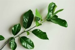 Green leaves branch growing on white background Product Image 1