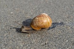 Big garden snail in shell crawling on wet road hurry home Product Image 8