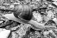 Big garden snail in shell crawling on wet road hurry home Product Image 8
