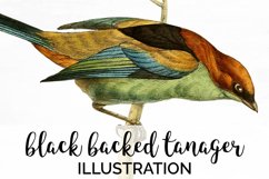 Bird Clipart Tanager Product Image 1