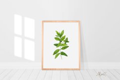 Watercolour wall art, Watercolour Herbs prints, Herbs poster Product Image 5