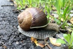 Big garden snail in shell crawling on wet road hurry home Product Image 30