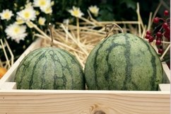 harvest of watermelons in a wooden box in the garden Product Image 1