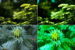 Fir Branches Lr Presets Product Image 6
