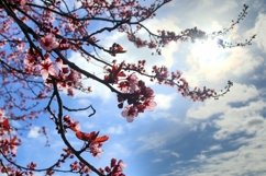24x Beautiful backgrounds of flowering trees Product Image 15