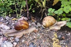 Big garden snail in shell crawling on wet road hurry home Product Image 26