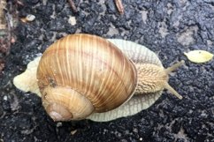Big garden snail in shell crawling on wet road hurry home Product Image 10