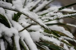 Winter snowy landscape in Tbilisi's suburb Tskneti Product Image 1