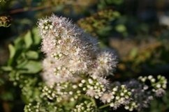 Meadowsweets bunch with soft fluffy little flowerlets Product Image 1