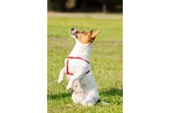 Jack Russell Terrier Product Image 1
