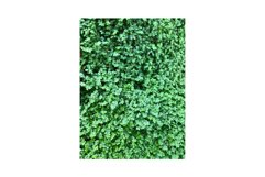 Baby&#039;s Tears Plant Product Image 1