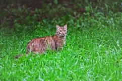 A large tabby cat surrounded by lush green grass. Product Image 1