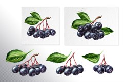 Aronia. Watercolor collection Product Image 3