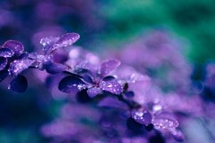 Dark nature bundle Product Image 2