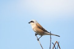 red-backed shrike Lanius Collurio. Product Image 1