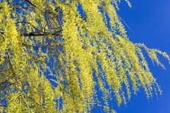 flowering willow tree Product Image 1
