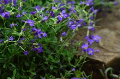 blooming flowers in the garden Product Image 1