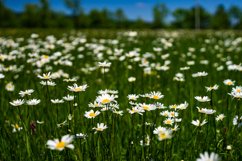 White daisies in the wild field as a natural card Product Image 1