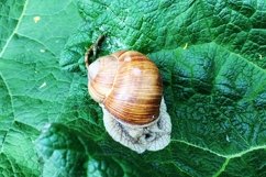 Big garden snail in shell crawling on wet road hurry home Product Image 23
