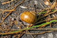 Big garden snail in shell crawling on wet road hurry home Product Image 17