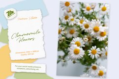 Summer Bouquet of Chamomile Flowers. Medicinal Herbs Photo. Product Image 1