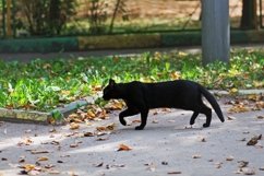 Black cat walking down the path. Product Image 1
