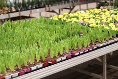 Hyacinth seedlings in the greenhouse. Flowers for planting. Product Image 1