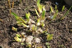 tubers of flowers in the ground Product Image 1