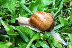 Big garden snail in shell crawling on wet road hurry home Product Image 16