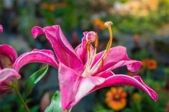 Stock Photo - Flowers of pink lily in the garden Product Image 1