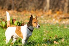 Jack Russell Terrier Product Image 1