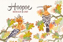 watercolor hoopoe bird clipart Product Image 5