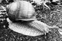 Big garden snail in shell crawling on wet road hurry home Product Image 11