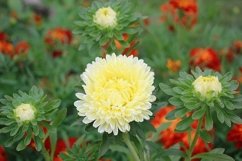 Yellow asters in the garden Product Image 1