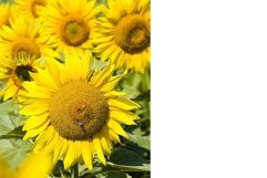 sunflowers, territory of Eastern Europe Product Image 1