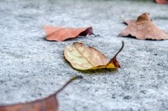 Stock Photo - Withered Leaves Product Image 1