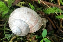 Big garden snail in shell crawling on wet road hurry home Product Image 3