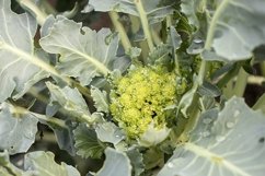 broccoli harvest in the garden Product Image 1