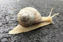 Big garden snail in shell crawling on wet road hurry home Product Image 13