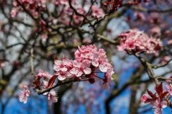 24x Beautiful backgrounds of flowering trees Product Image 10