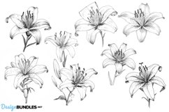 Procreate, drawing lilies, 8 lily designs Product Image 2